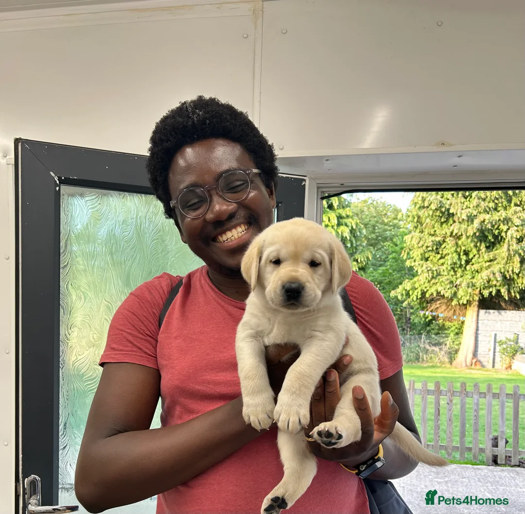 Labrador Retriever dogs for sale: Welcome Anjola, 9-month old Labrador, to your home - Advert 2