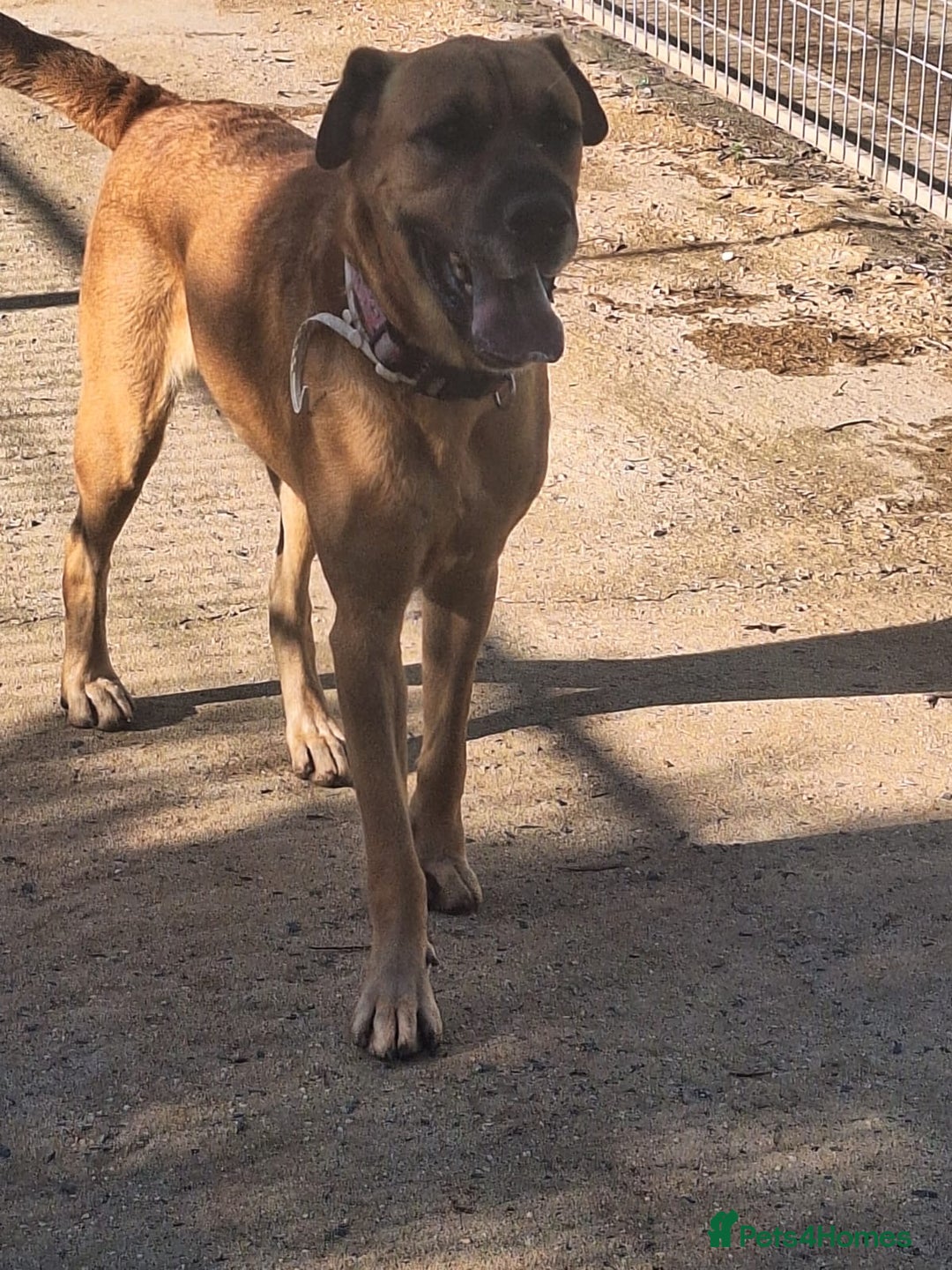 Mixed Breed dogs for adoption: Urgent 🚨 Home for Kobi  in Hengoed - Advert 25