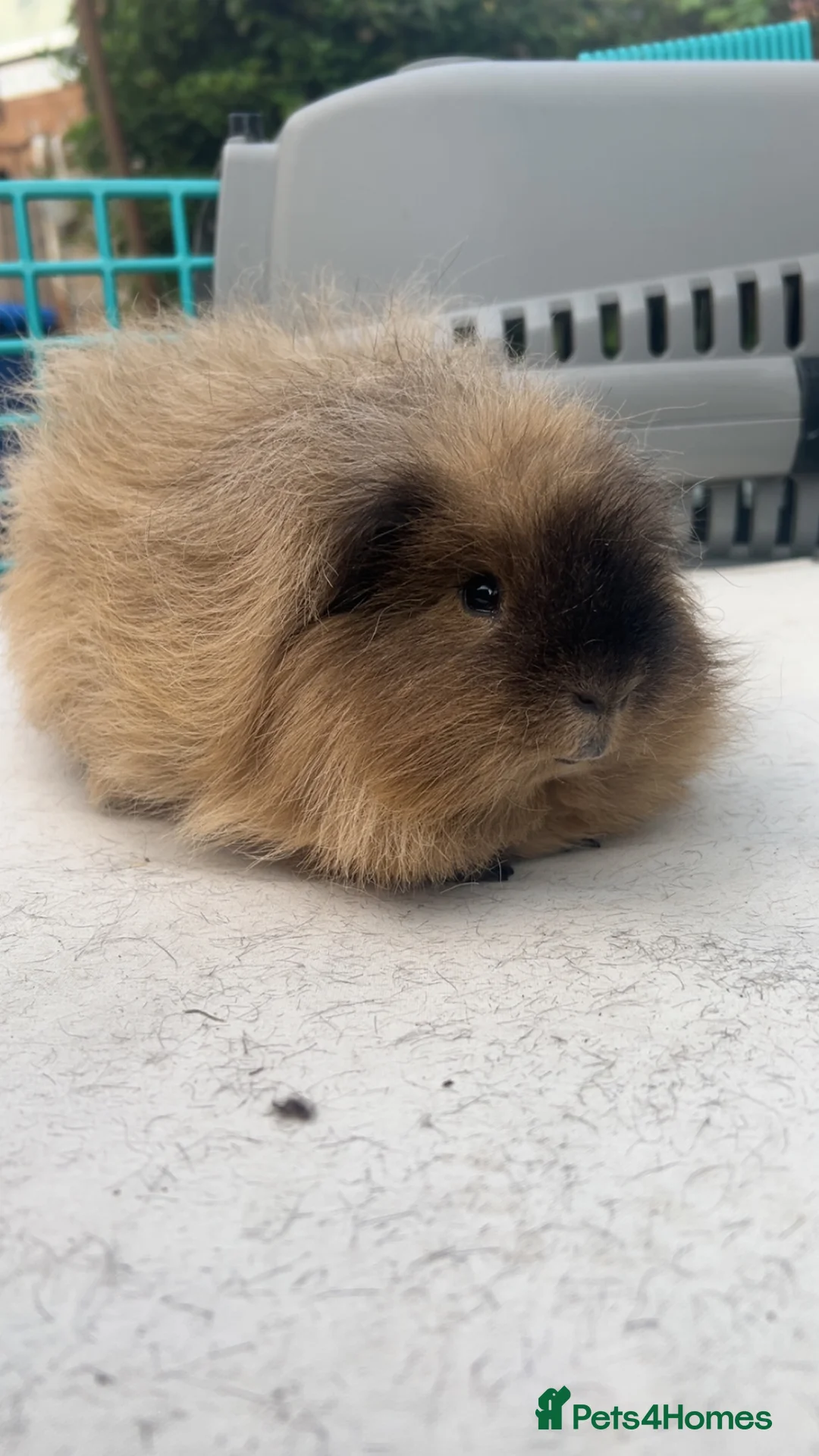 Guinea Pig rodents for sale: 2 Swiss boars  - Advert 2