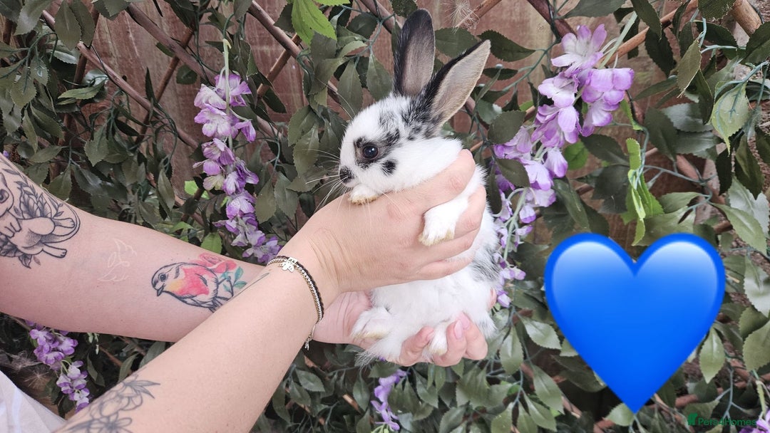 Mini Lop rabbits for sale: Baby Rabbits - Mini Lop X Mini Rex 🐰  - Image 6