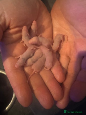 Mouse rodents - Advert 3