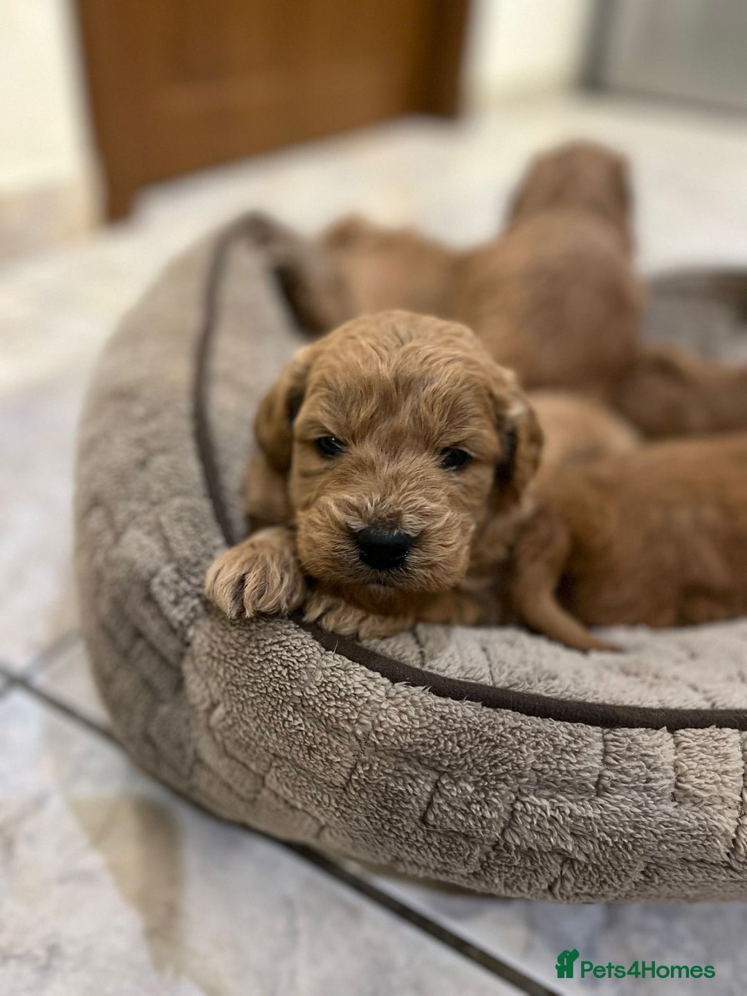 Goldendoodle dogs for sale: Goldendoodle Puppies–Ready for Their Forever Homes - Image 5