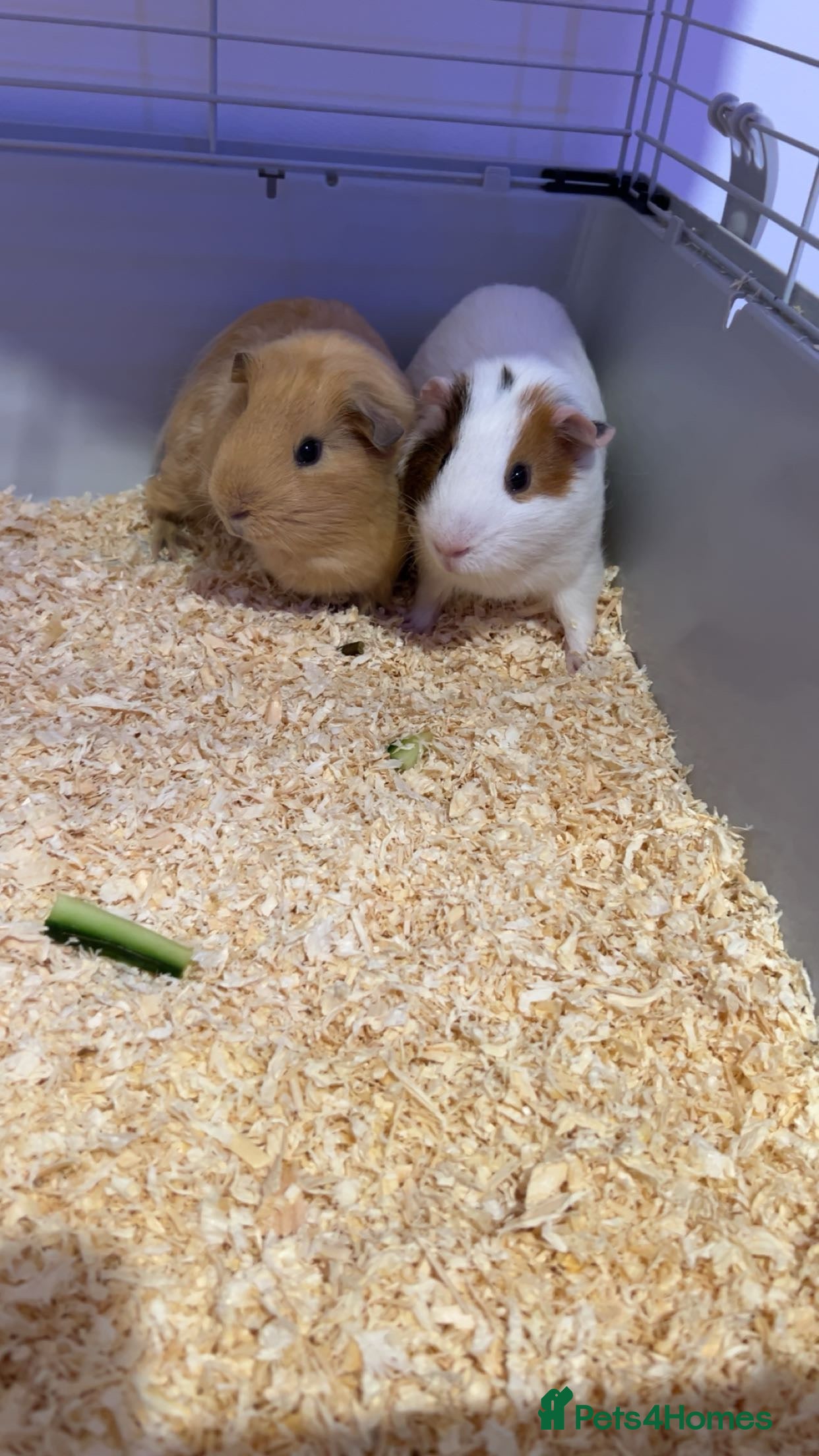 Guinea Pig rodents gunnipigs  - Advert 9