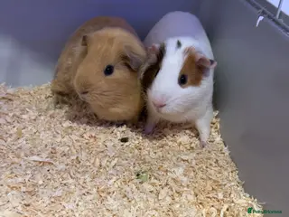 Guinea Pig rodents gunnipigs - Advert 9