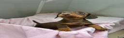 Dachshund dogs for sale:  Beautiful Miniature Dachshund Puppies 💖 - Advert 11