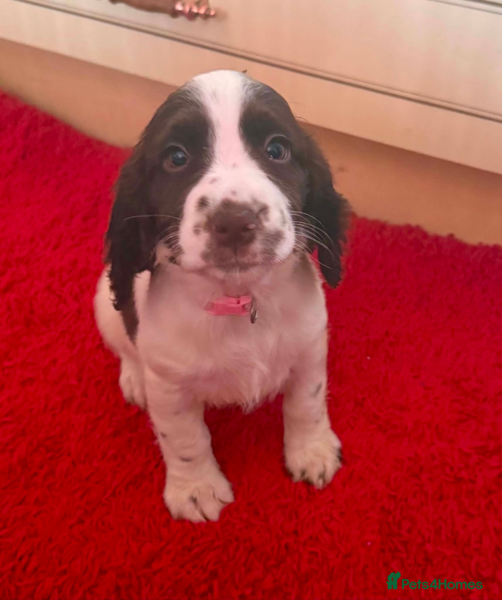 Sprocker dogs Beautiful cocker Spaniel  - Advert 5