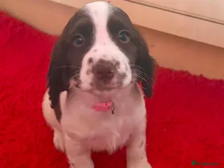 Sprocker dogs Beautiful cocker Spaniel - Advert 5
