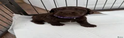 Cocker Spaniel dogs for sale: Gorgeous working cocker spaniel puppies - Advert 5