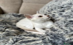 Burmilla cats for sale: GCCF reg pedigree Kittens - Image 8