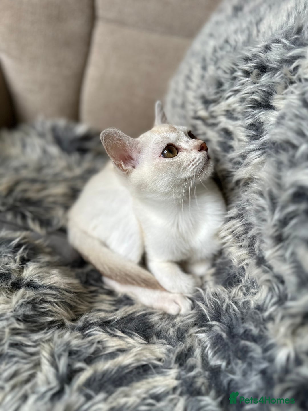 Burmilla cats for sale: GCCF reg pedigree Kittens - Image 8