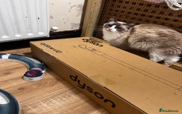 Ragdoll cats for sale: Chocolate bio Ragdoll - Image 7