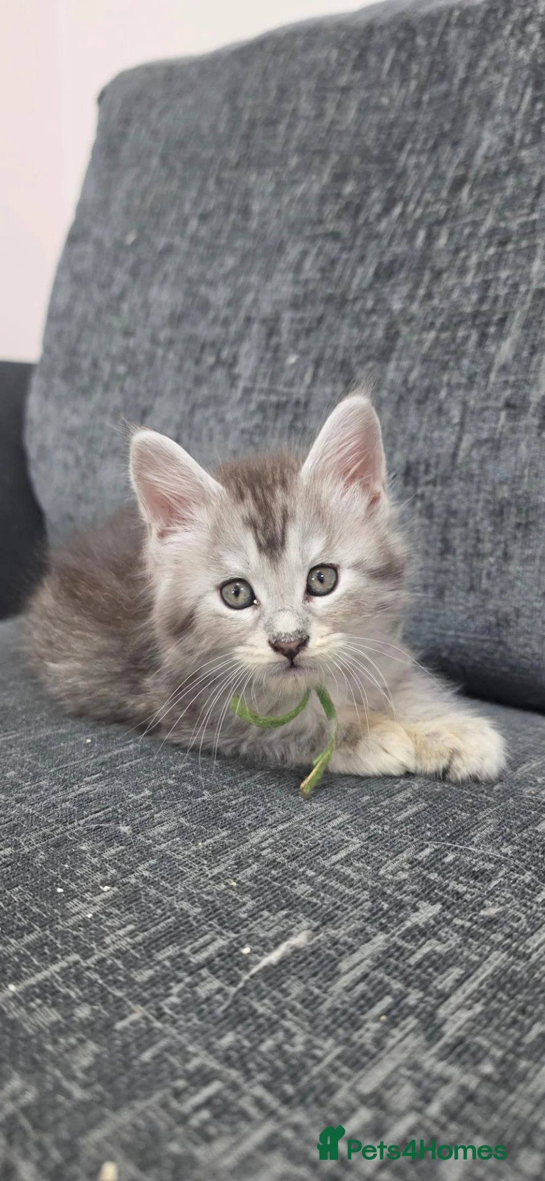 Maine Coon cats for sale: TICA registered family raised babies - Advert 13