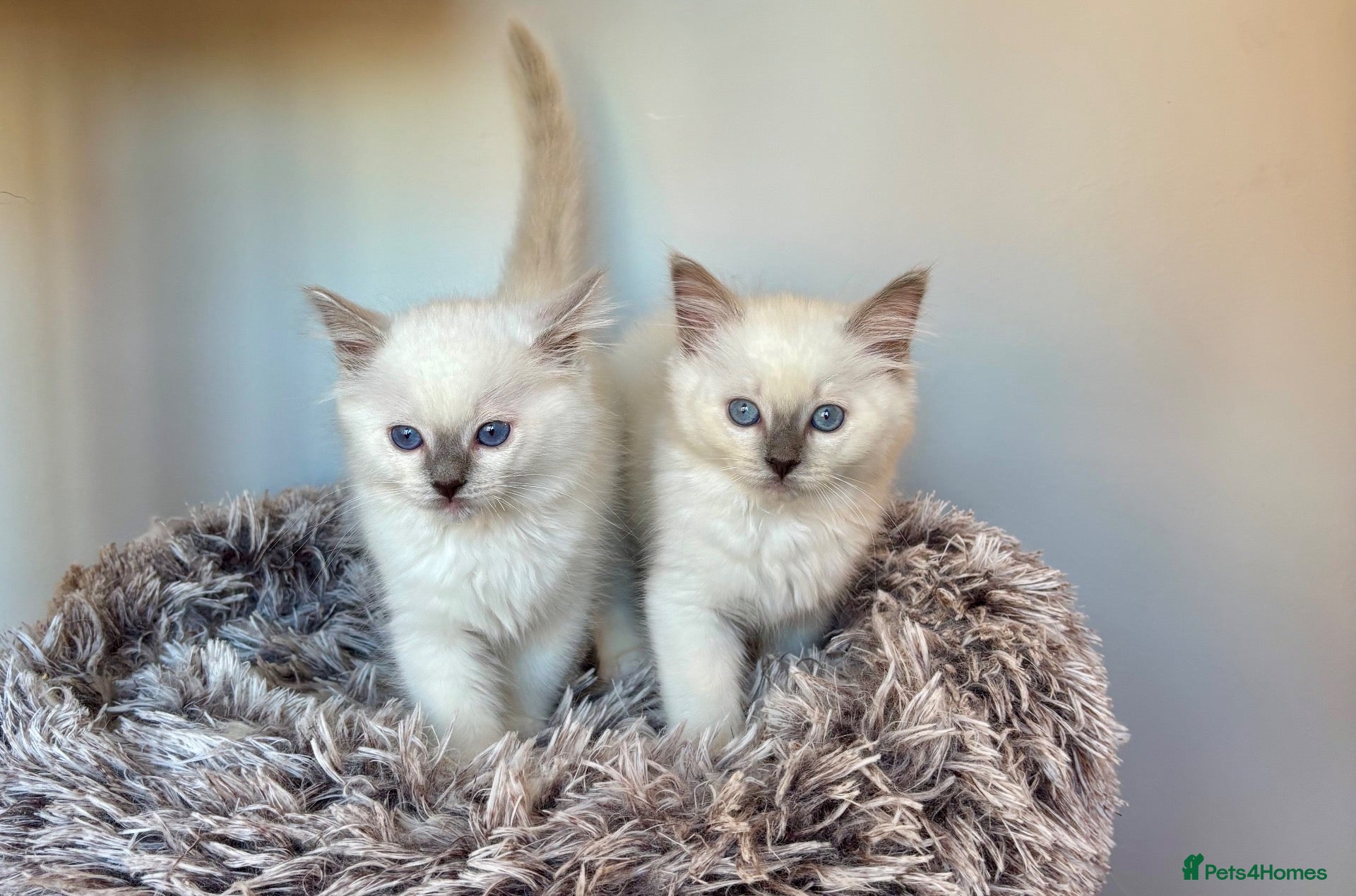 Ragdoll cats GCCF REGISTERD RAGDOLL KITTINES   - Advert 2