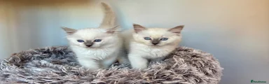 Ragdoll 1