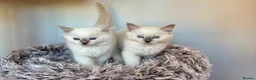 Ragdoll cats for sale: GCCF REGISTERD RAGDOLL KITTINES   - Advert 2