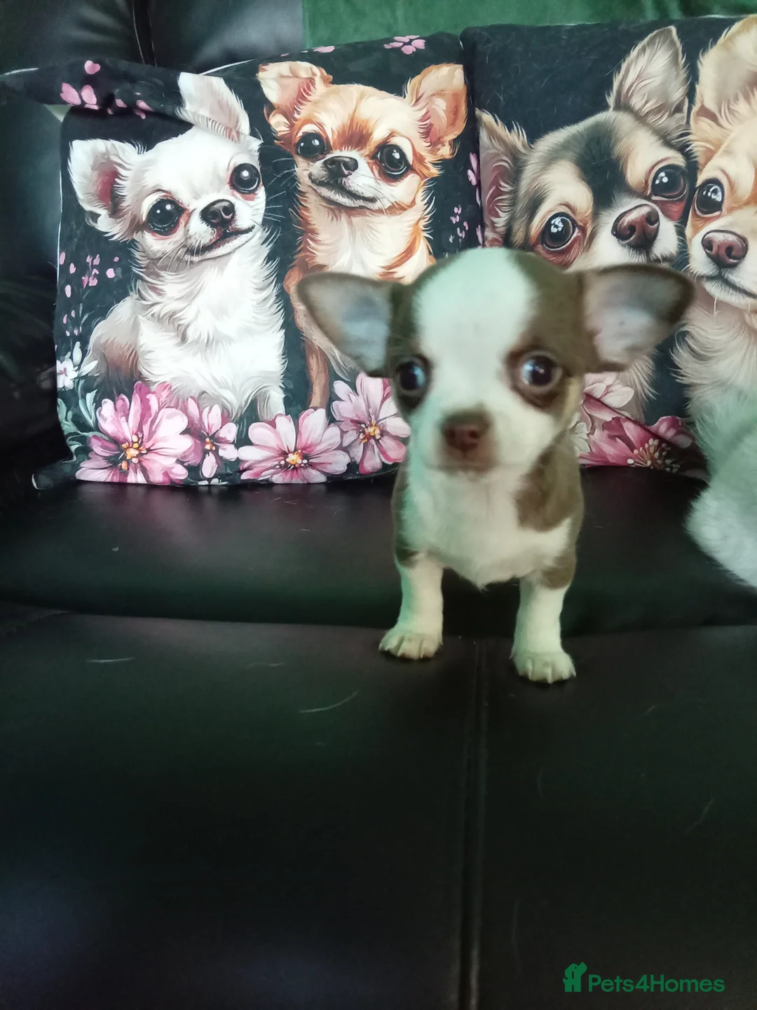 Chihuahua dogs for sale: Chihuahua puppies both reserved now - Advert 7