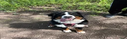 Bernese Mountain Dog dogs for sale: Bernese mountain dog puppy  in Leeds - Advert 9