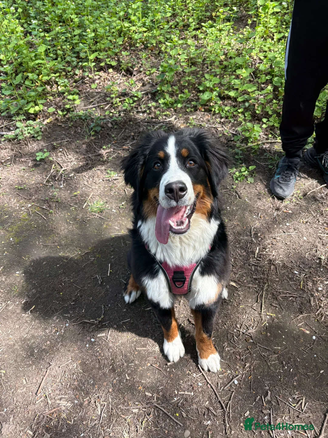 Bernese Mountain Dog dogs for sale: Bernese mountain dog puppy  in Leeds - Advert 9