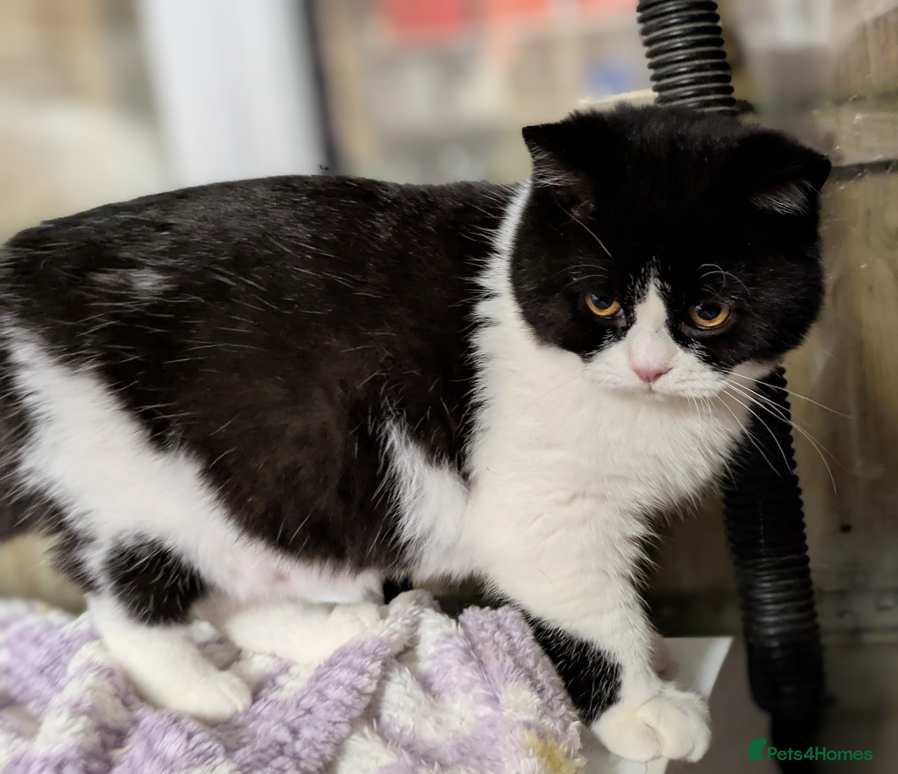 British Shorthair cats Gccf registered British shorthair kittens  - Advert 1