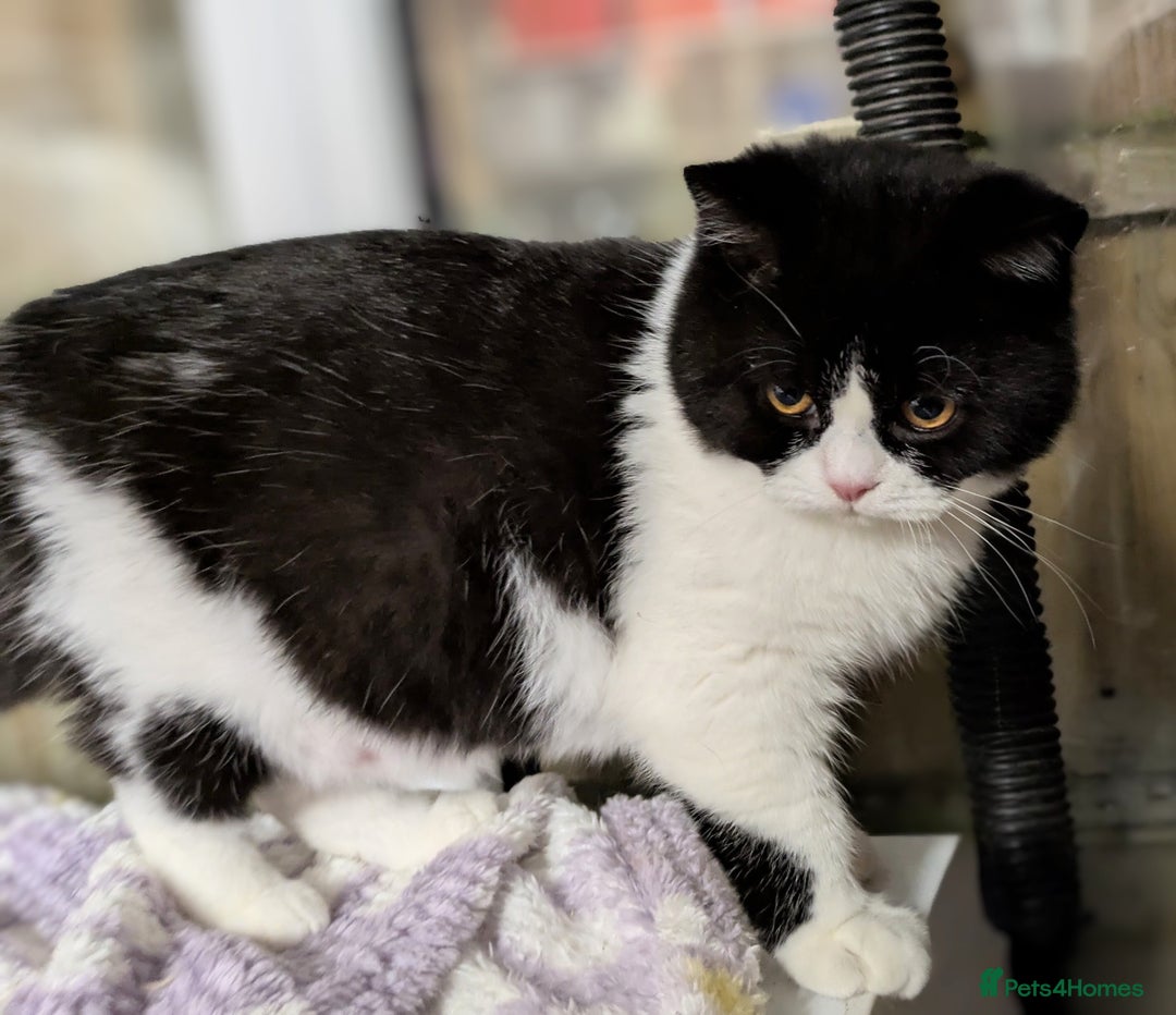 British Shorthair cats for sale: Gccf registered British shorthair kittens  - Advert 1