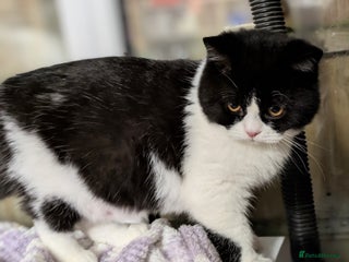 British Shorthair cats Gccf registered British shorthair kittens - Advert 1