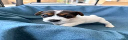 Jack Russell dogs for sale: Beautiful Jack Russell pups, petite, smooth coat.  - Advert 19