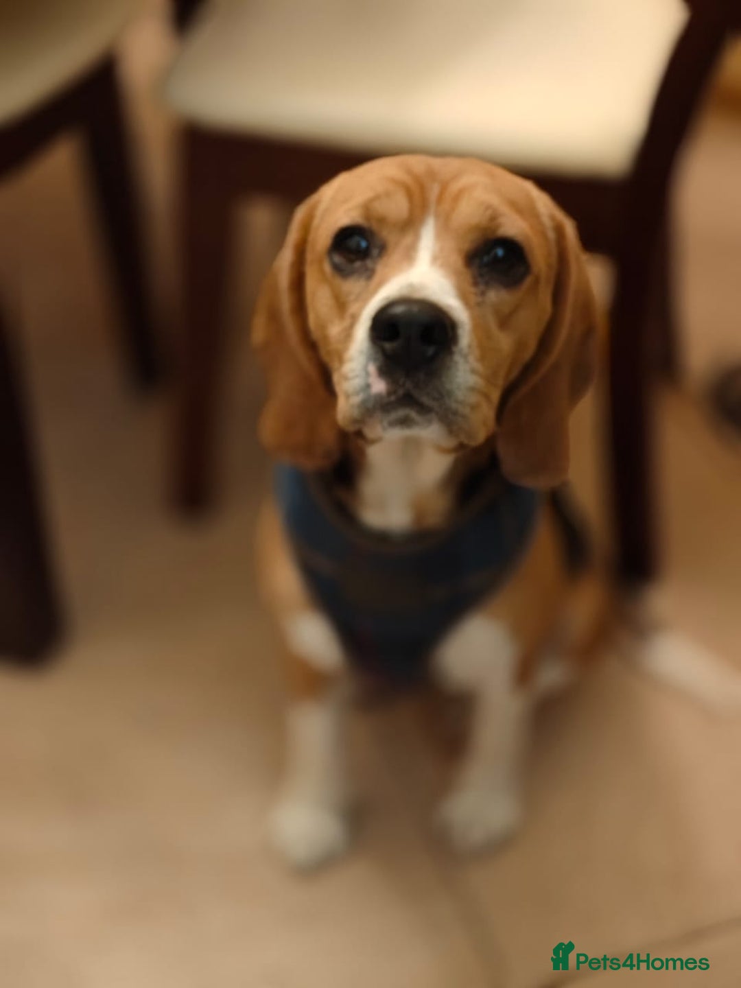 Beagle dogs for adoption: ❤️🐾 Lucy – A TRUE LITTLE GEM 🐾❤️ - Image 4
