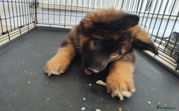 German Shepherd dogs for sale: 7 Beautiful German shepherd puppies 🐶 💜 🩵  - Image 8