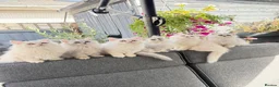 Persian cats for sale: Beautiful Persian Kittens Available forLovingHomes - Advert 7