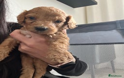 Mixed Breed dogs for sale: Cockapoochon Puppies.  - Image 10