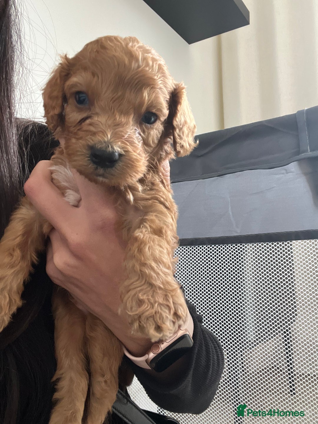 Mixed Breed dogs for sale: Cockapoochon Puppies.  - Image 10