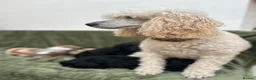 Cockapoo dogs for sale: Health tested stunning and unique F1 Cockapoos - Advert 7