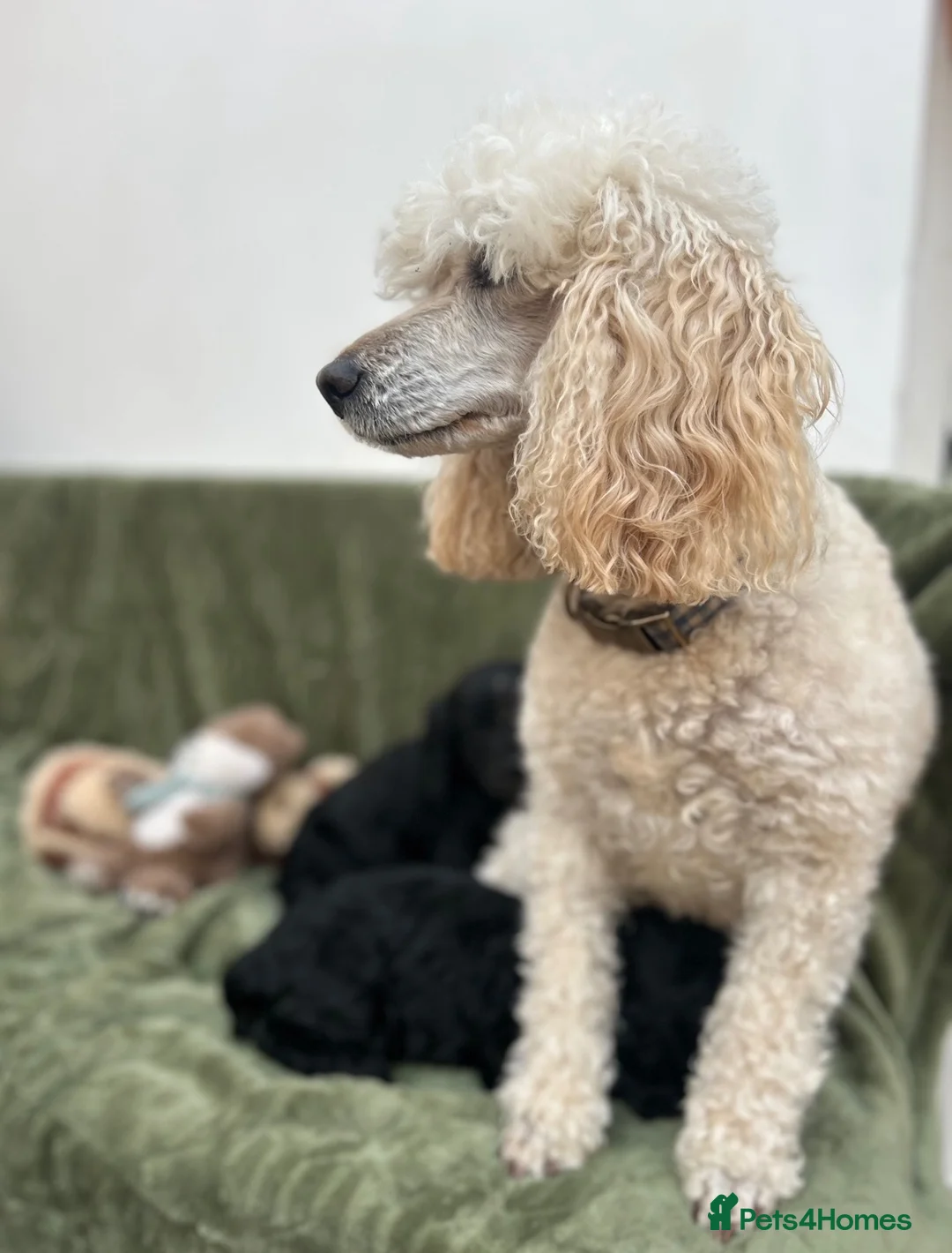 Cockapoo dogs for sale: Health tested stunning and unique F1 Cockapoos - Advert 7
