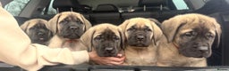 Mastiff dogs for sale: 8 week old kc reg English Mastiff female puppy - Advert 3