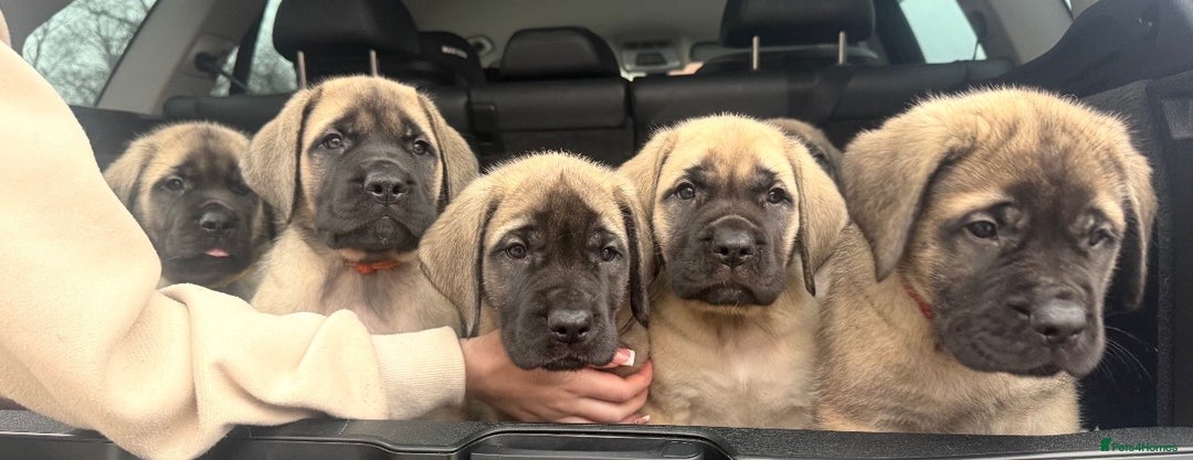 Mastiff dogs for sale: 8 week old kc reg English Mastiff female puppy - Advert 3