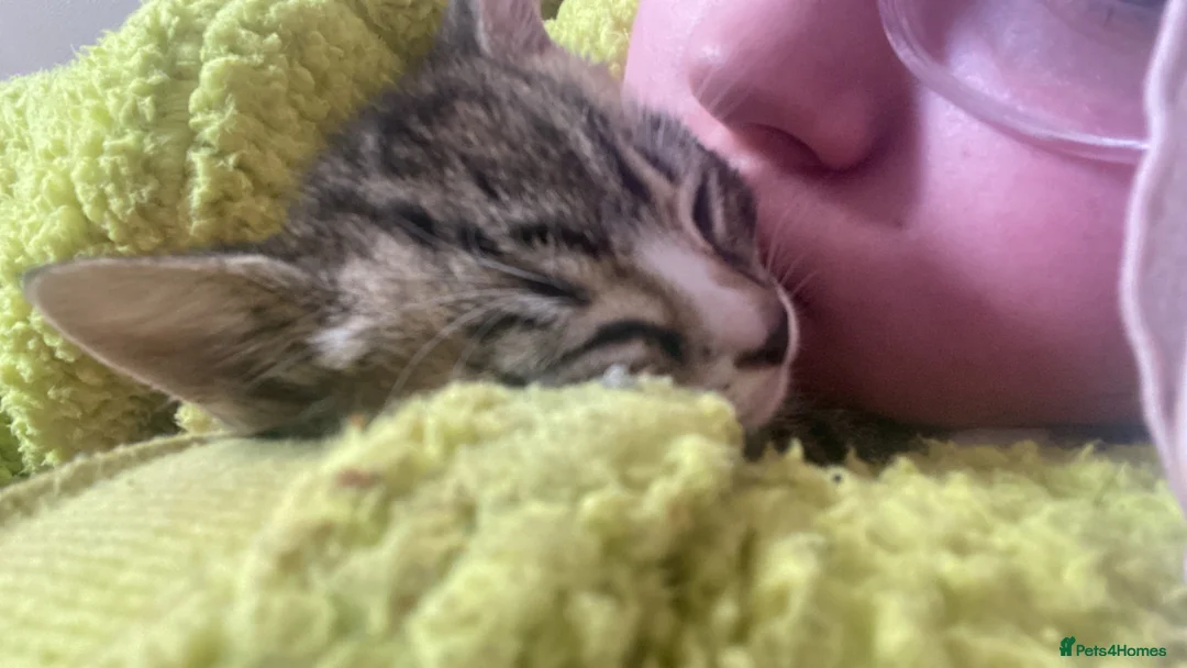Egyptian Mau cats for sale: Two beautiful baby boys  - Advert 2
