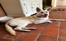 German Shepherd dogs for sale: White and Cream German Shepherd Puppy  - Image 2