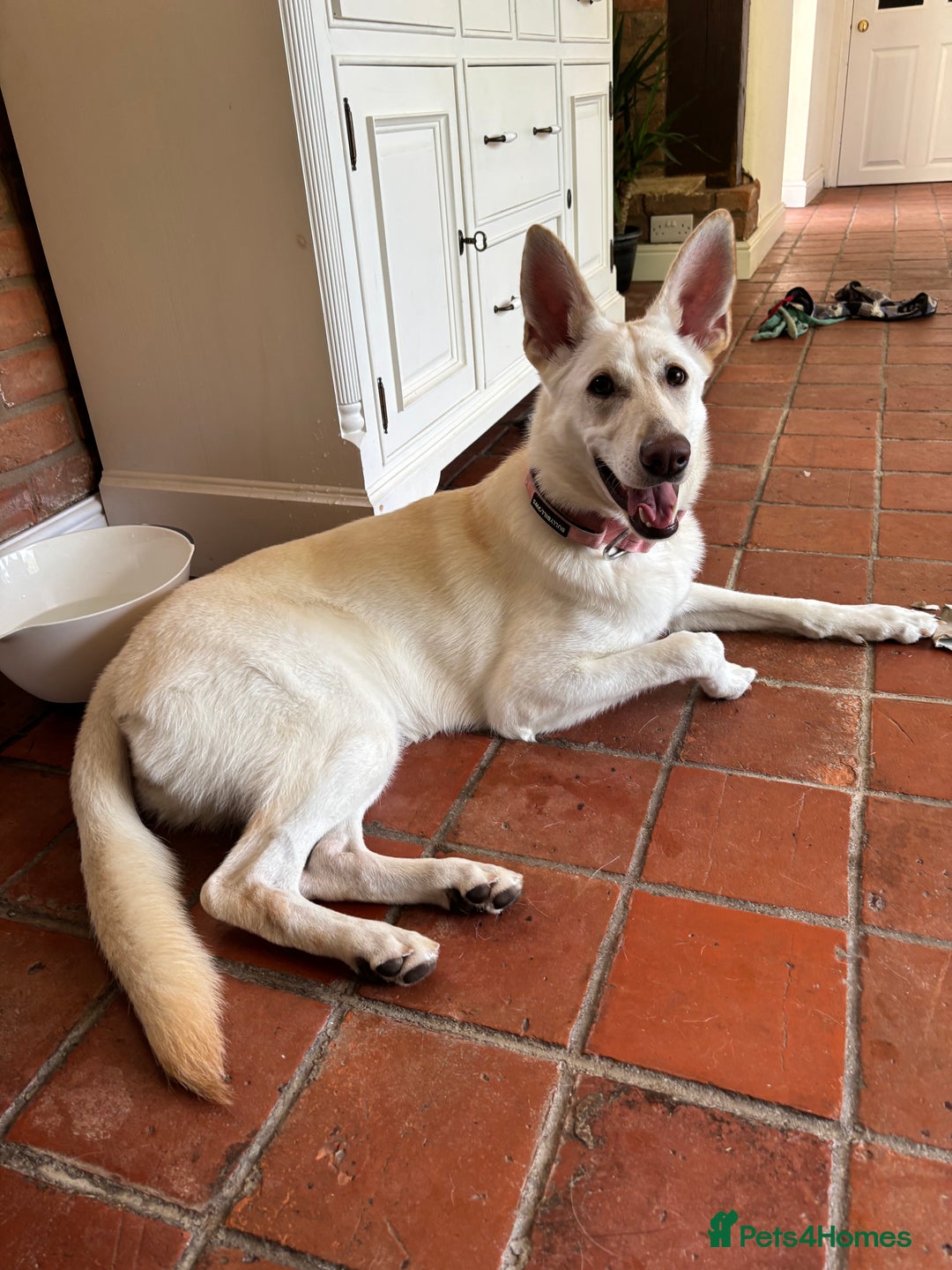 German Shepherd dogs for sale: White and Cream German Shepherd Puppy  - Image 2