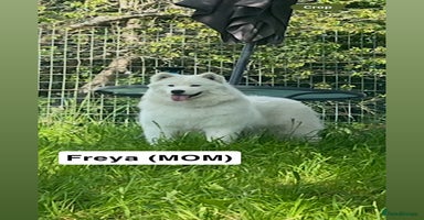 Samoyed dogs - Advert 8