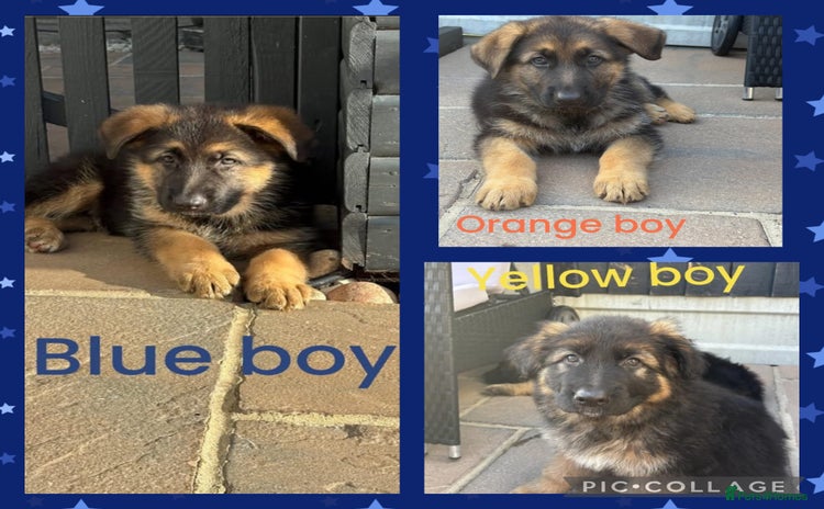 German Shepherd dogs in Canvey Island - Advert 1