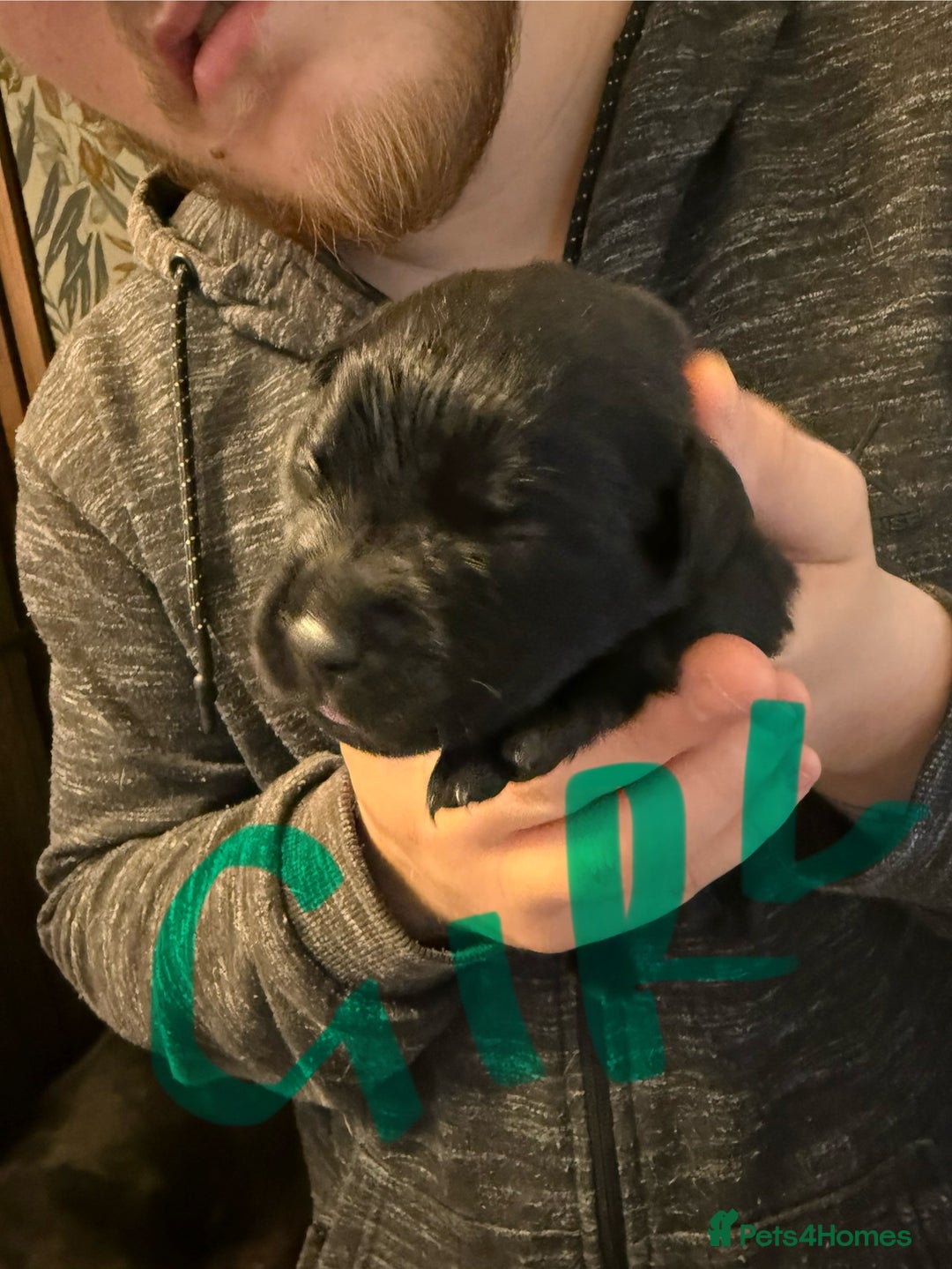 Mixed Breed dogs for sale: Mastador pups - Image 19
