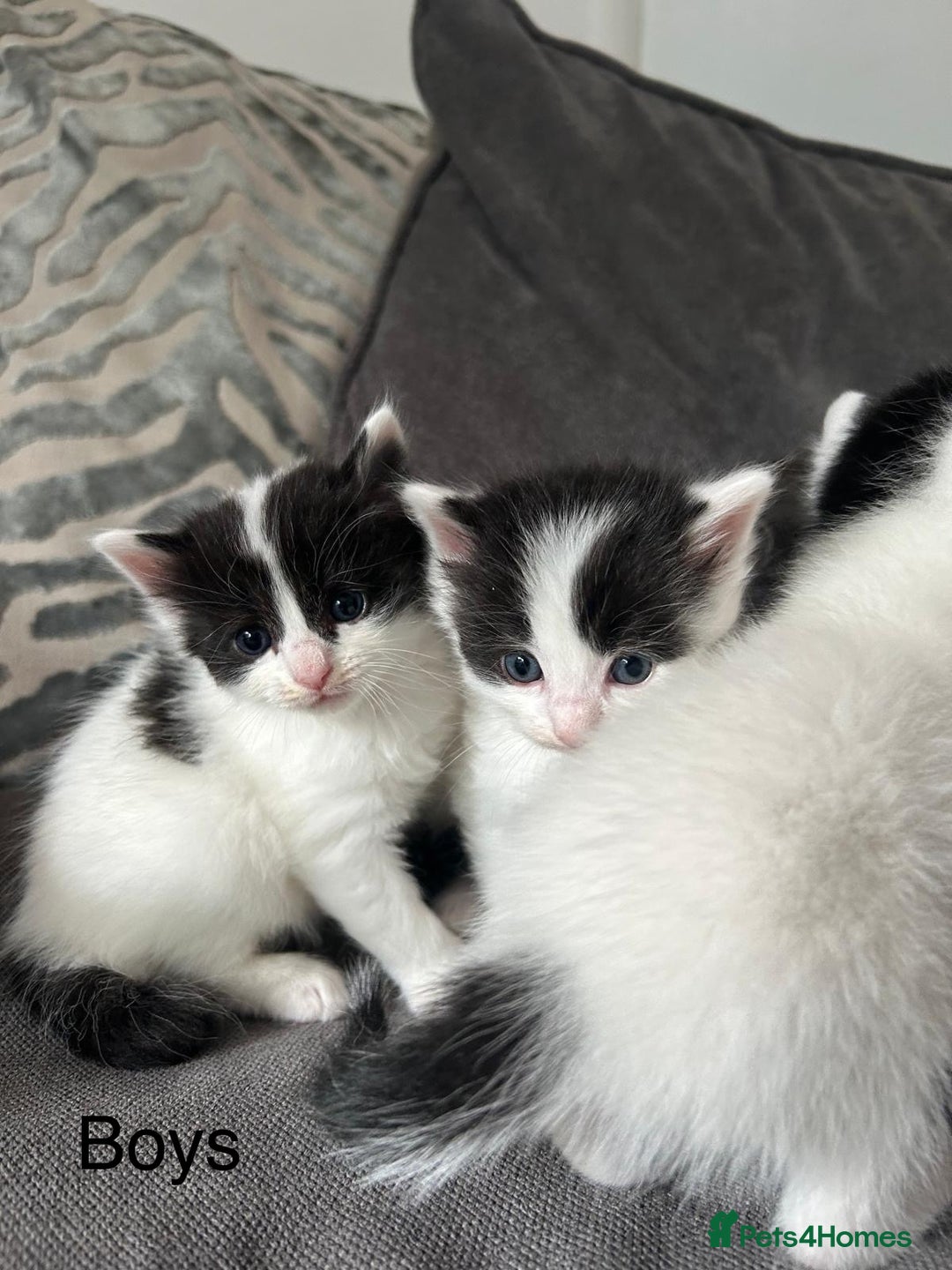 Mixed Breed cats for sale: Ragdoll cross - Image 8