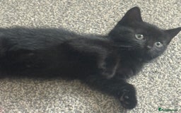 Domestic Shorthair cats for sale: 5⭐️homes wanted for beautiful, playful kittens - Advert 12