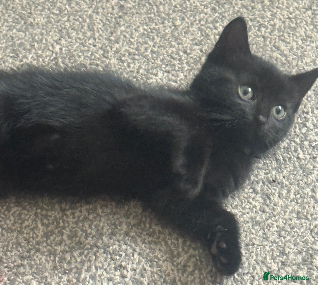 Domestic Shorthair cats for sale: 5⭐️homes wanted for beautiful, playful kittens - Advert 12