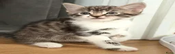 Mixed Breed cats for sale: 6 wonderful kittens  - Advert 4