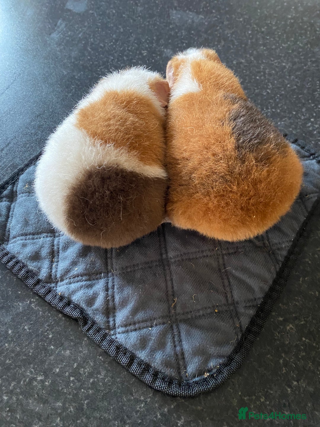Guinea Pig rodents for sale: Teddy Guinea Pigs  - Image 2