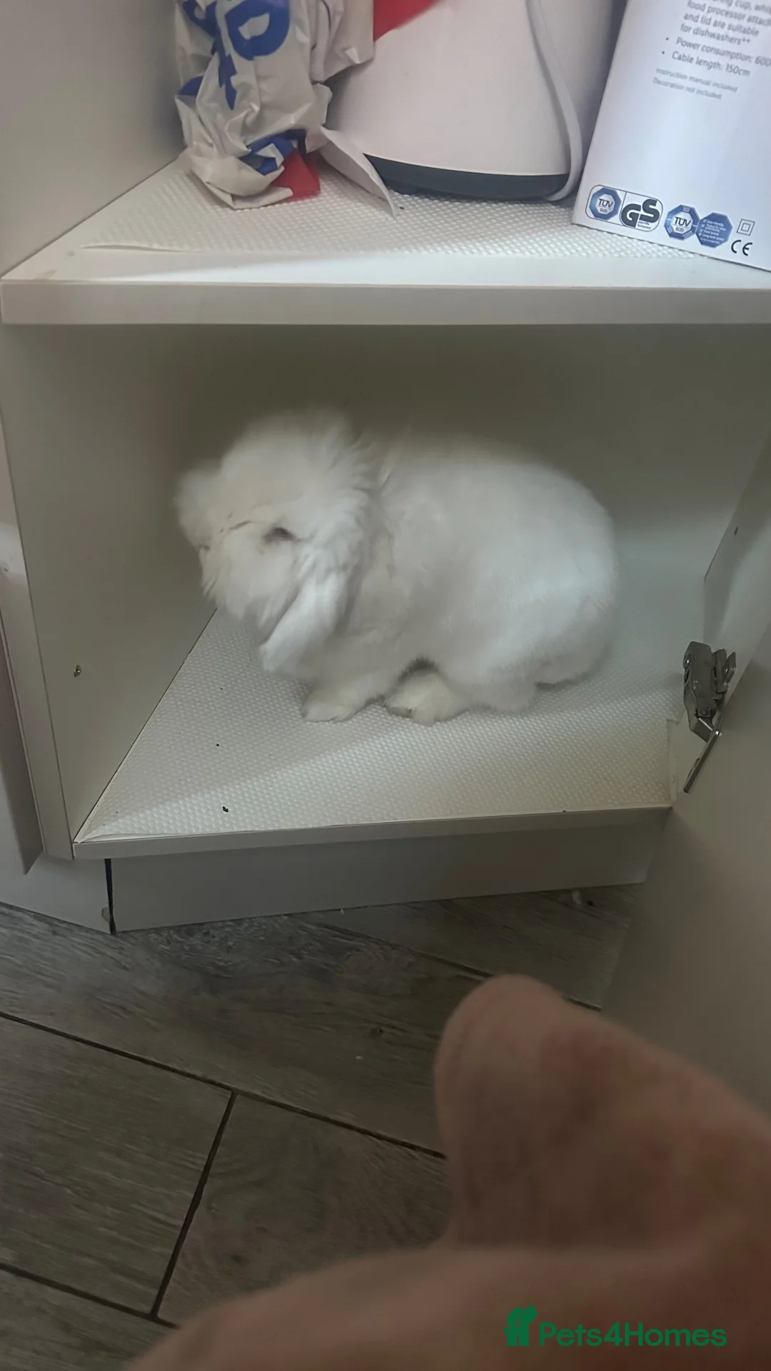 Mini Lop rabbits for sale: Mini lop rabbit in Birmingham - Advert 2