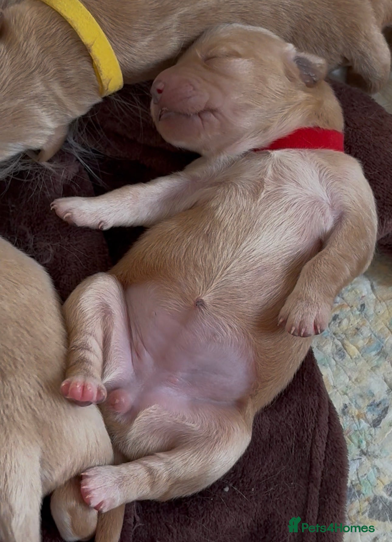 Golden Retriever dogs Beautiful Golden Retriever Puppies - Advert 2