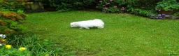 Bichon Frise dogs for sale: Beautiful Bichon Frise Puppy - Advert 7