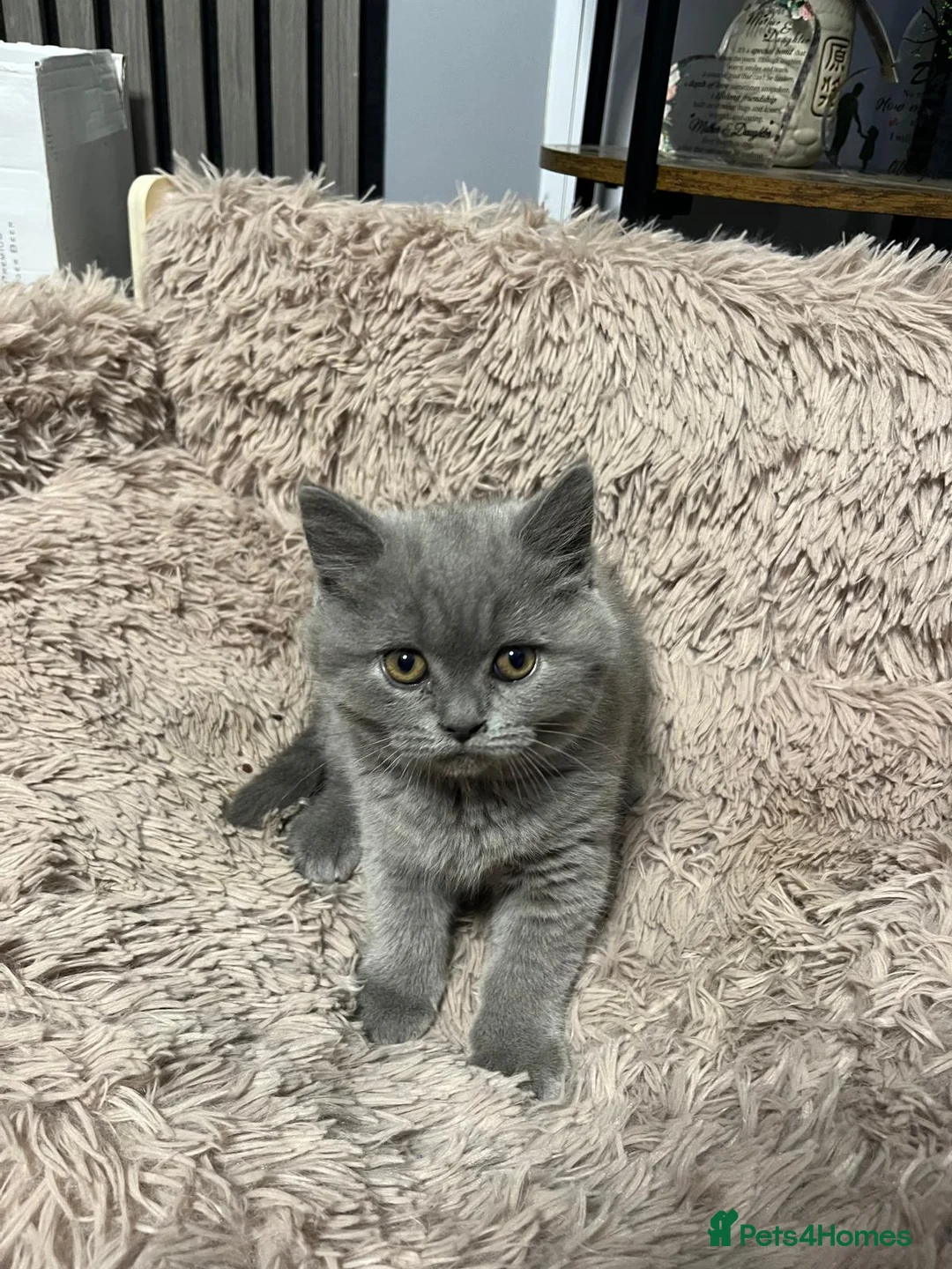 British Shorthair cats for sale: 2 blue beautiful girls British shorthair - Advert 7